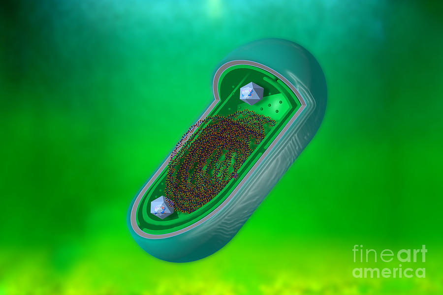 Cyanobacteria, Illustration Photograph by Carol and Mike Werner