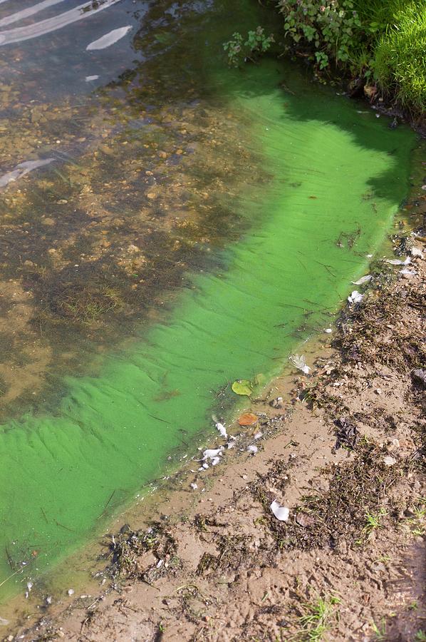 Cyanobacteria On A Eutrophic Lake Shore Photograph by Dr Jeremy Burgess