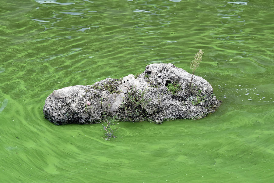 Cyanobacteria-rich Water In Lake Photograph by Mary Beth Angelo