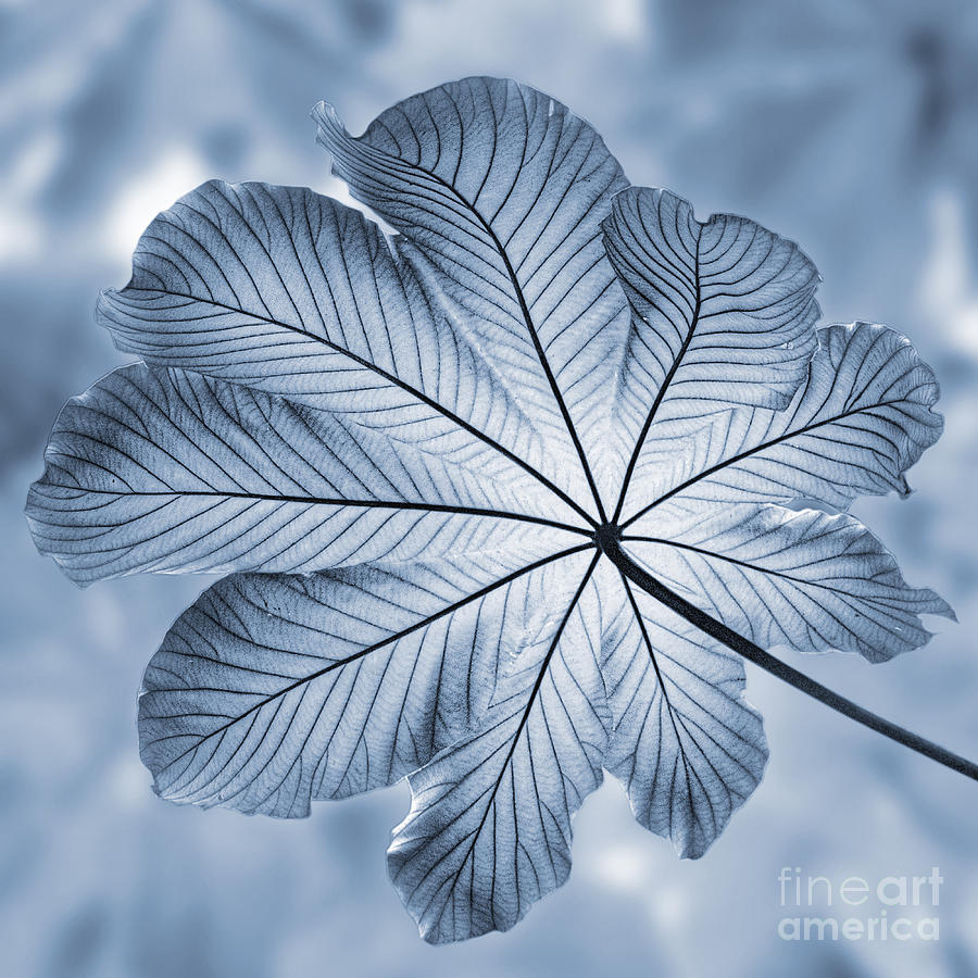 Caribbean Photograph - Cyanotype Rain forest leaf by John Edwards