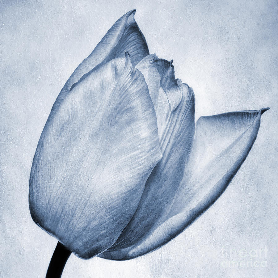 Nature Photograph - Cyanotype Tulip by John Edwards