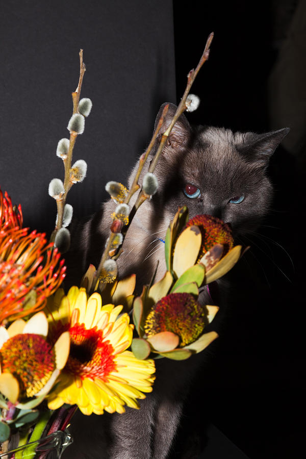 Cybil and the Flowers Photograph by Judy Wright Lott