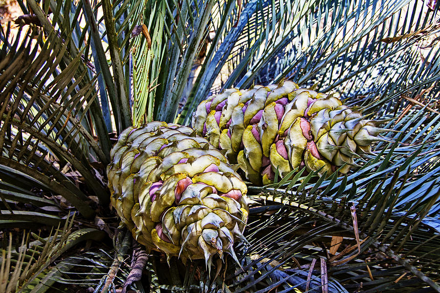 Cycad Flowers Photograph by Douglas Barnard Cycad Flowers Photograph by Douglas Barnard