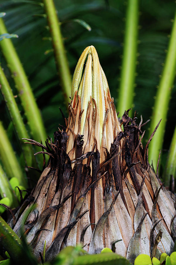 Cycad Leaf Shoots Photograph by Michael Clutson/science Photo Library ...