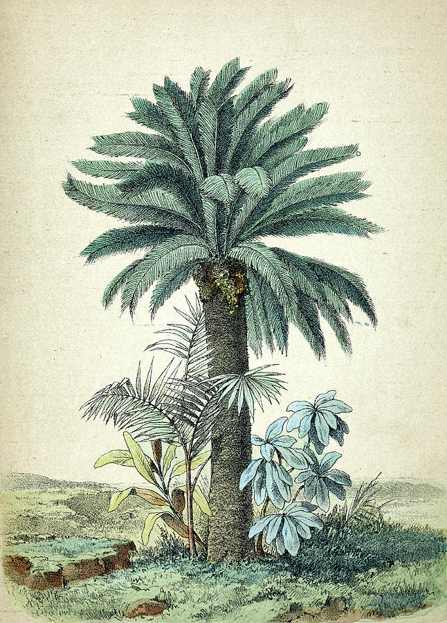 Cycas revoluta, palm tree Drawing by Clu