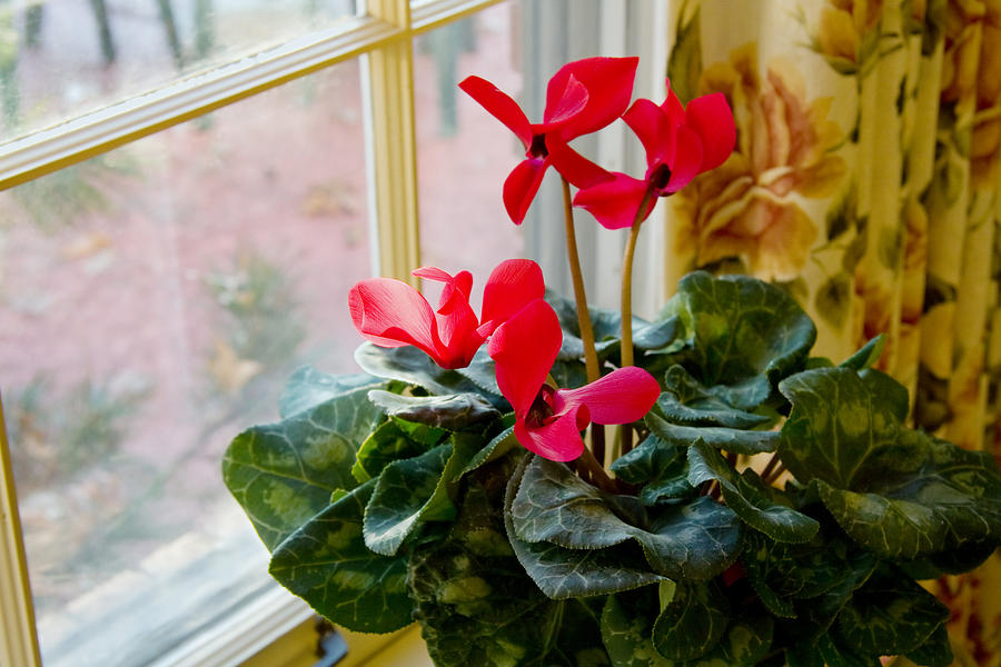 Cyclamen and Window Photograph by Melinda Fawver