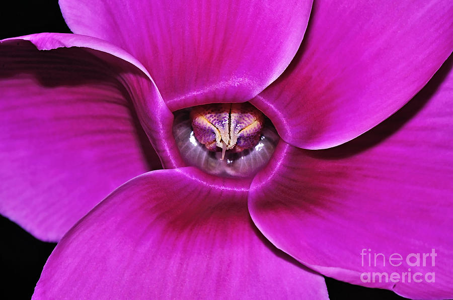 Nature Photograph - Cyclamen Beauty by Kaye Menner