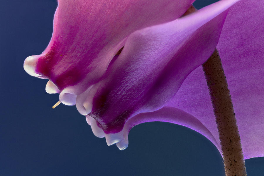 Cyclamen Close up Photograph by Jean Noren