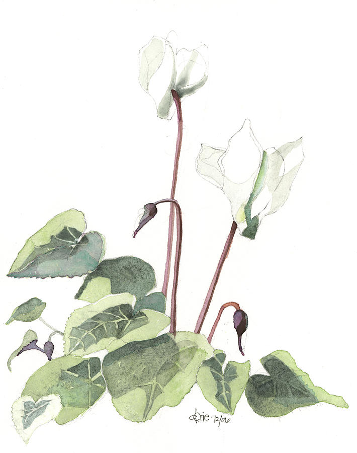 Winter Flower Painting - Cyclamen by Denise Crie