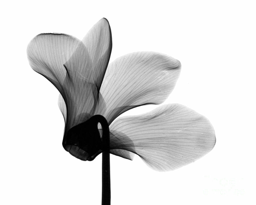 Cyclamen Flower X-ray Photograph by Bert Myers