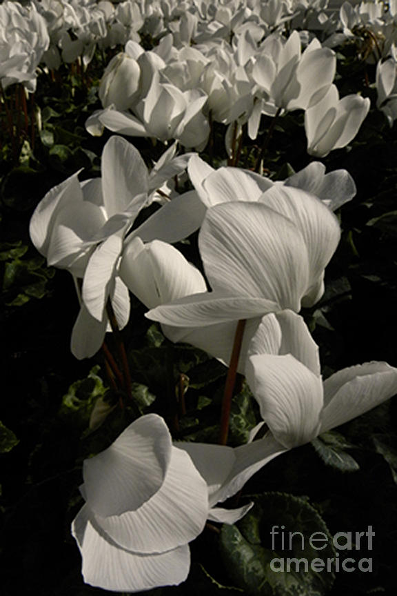 Cyclamen Flowers Photograph by Ron Sanford