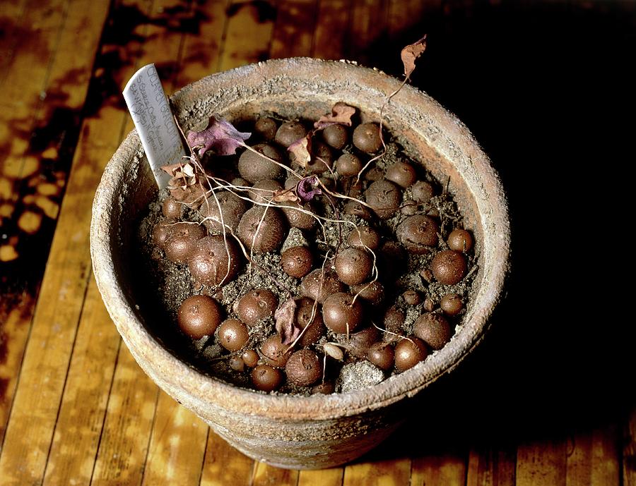 Cyclamen Graecum Corms Photograph by Vaughan Fleming/science Photo Library