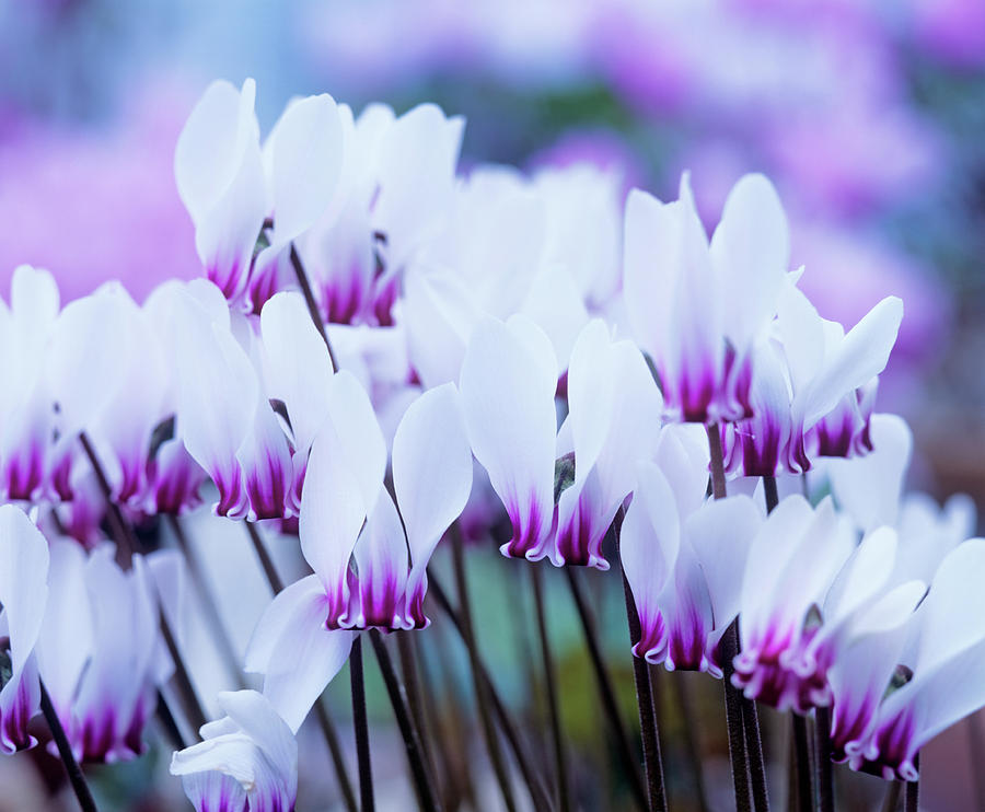 Cyclamen Graecum Flowers Photograph by Andrew Cowin/science Photo Library