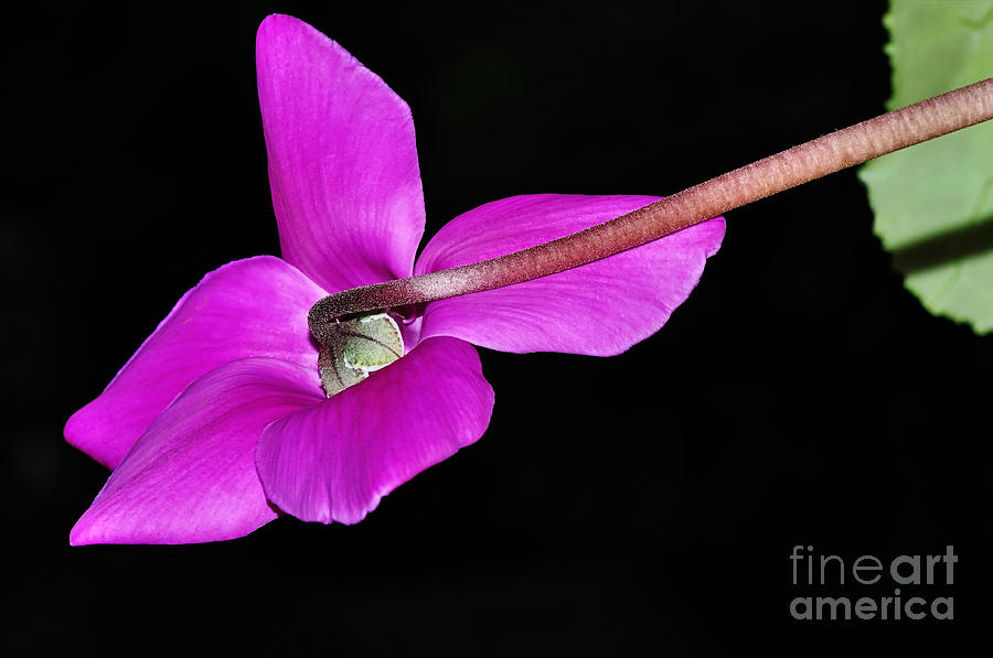 Nature Photograph - Cyclamen in Flight by Kaye Menner