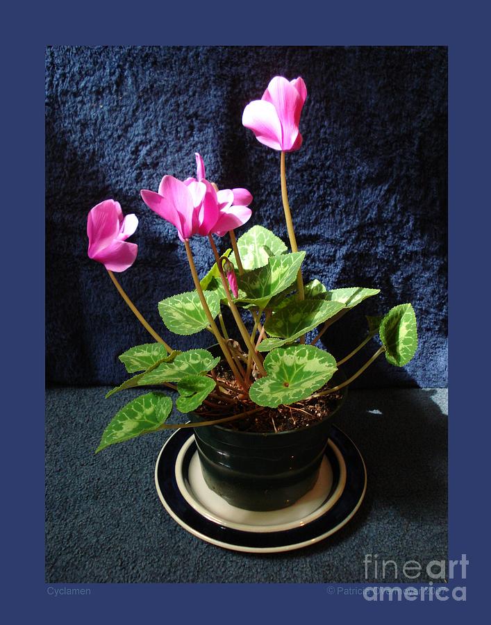 Cyclamen Photograph by Patricia Overmoyer