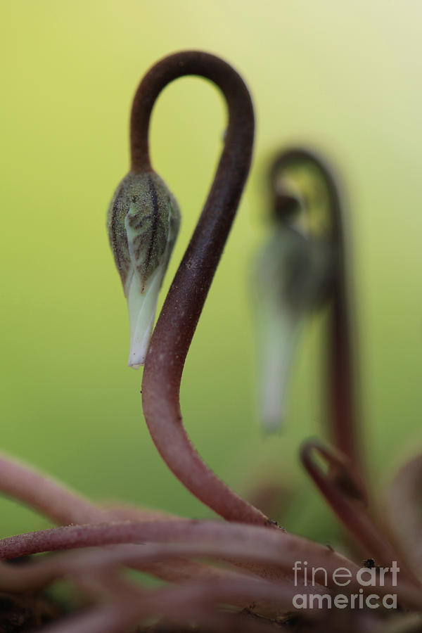 Cyclamen persicum bud Photograph by Alon Meir