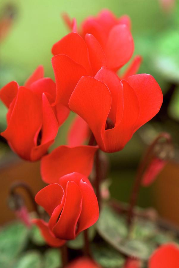 Flower Photograph - Cyclamen Persicum mini Scarlet by Adrian Thomas