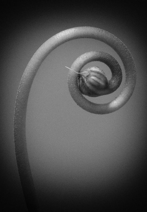 Cyclamen Spiral Seed Pod Photograph by Jean Noren