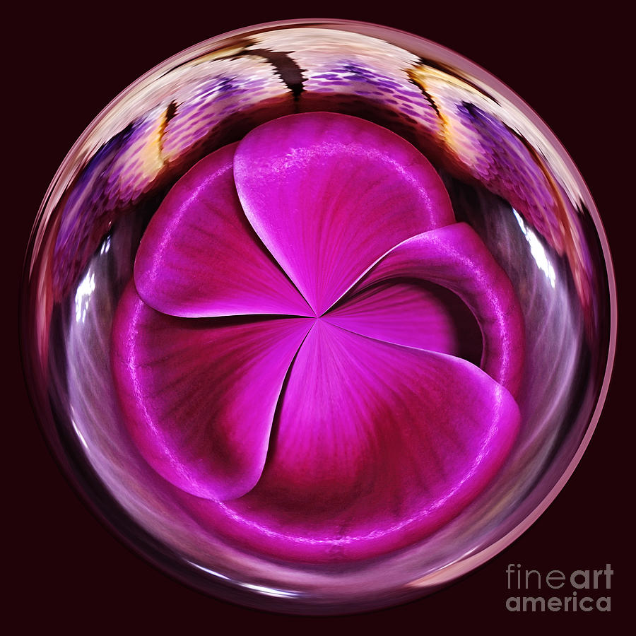 Ball Photograph - Cyclamen Swirl by Kaye Menner