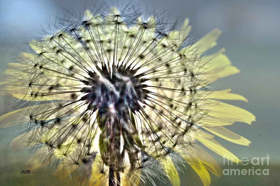 Cycle of Life - Dandelions Photograph by Crystal Harman