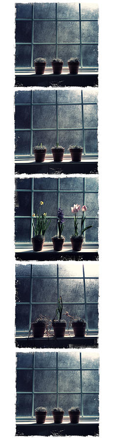 Spring Photograph - Cycle of Life by Tamara Gentuso