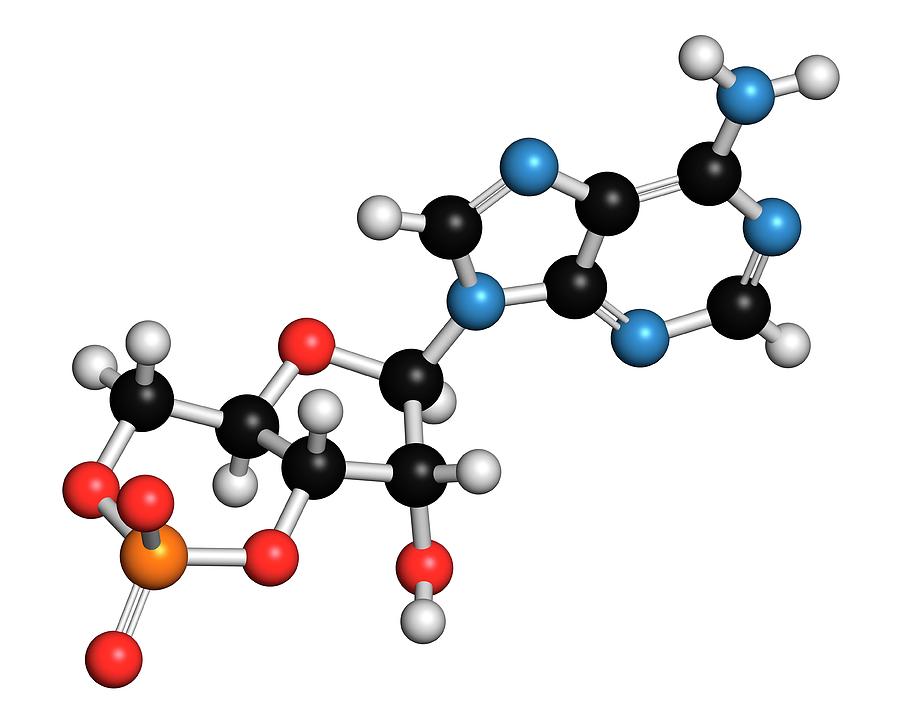 Cyclic Adenosine Monophosphate Molecule Photograph by Molekuul