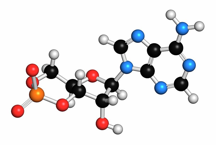 Cyclic Adenosine Monophosphate Molecule Photograph by Molekuul/science Photo Library