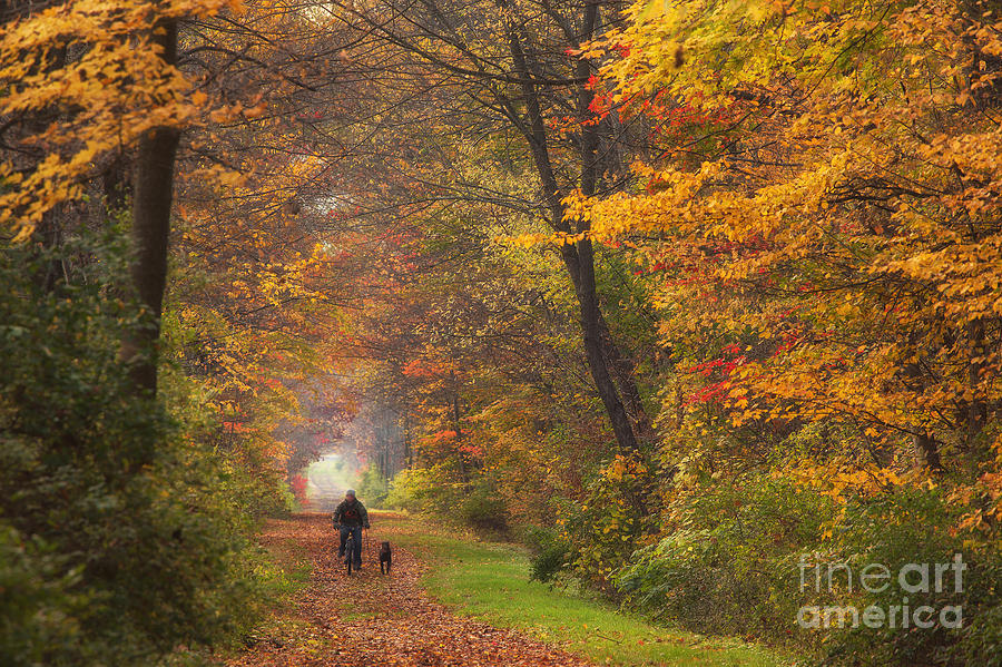 Cyclist And Dog Photograph by Michele Steffey