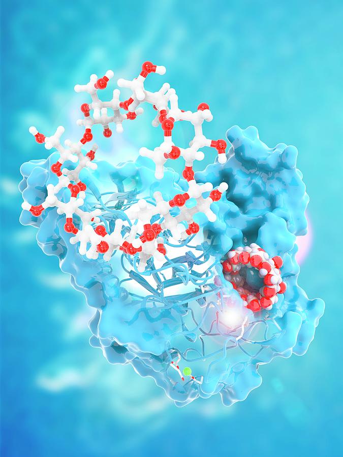 Cyclodextrin Glycosyltransferase Photograph by Science Photo Library Cyclodextrin Glycosyltransferase Photograph by Science Photo Library