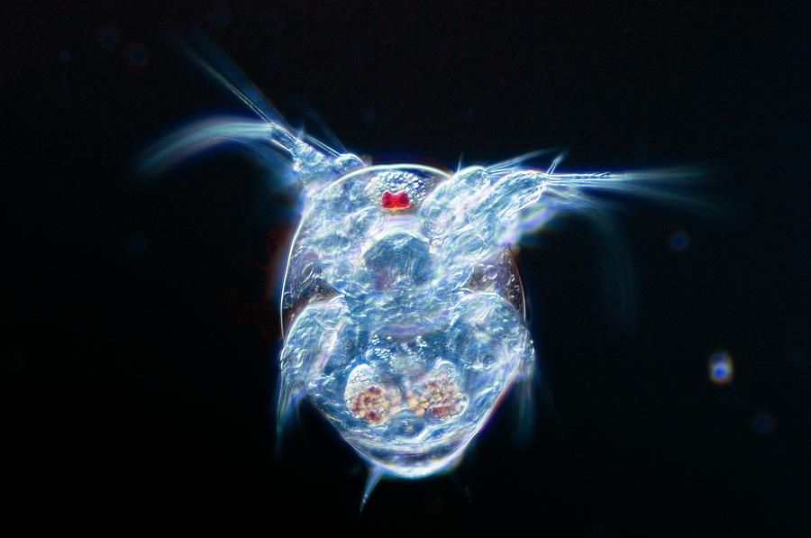 Cyclops Crustacean Larva Photograph by Sinclair Stammers/science Photo ...