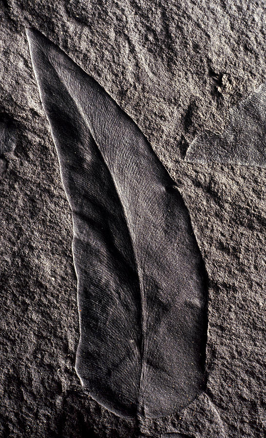 Cyclopteris Fossil Photograph by Theodore Clutter