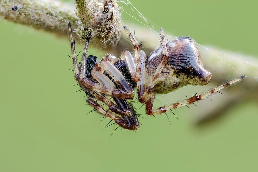 Cyclosa Conica Spider Photograph by Heath Mcdonald/science Photo Library