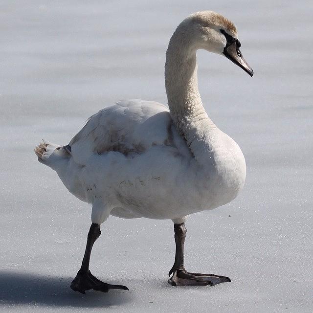 Winter Photograph - Cygnet #swan #cygnet #baby #longisland by Lisa Thomas