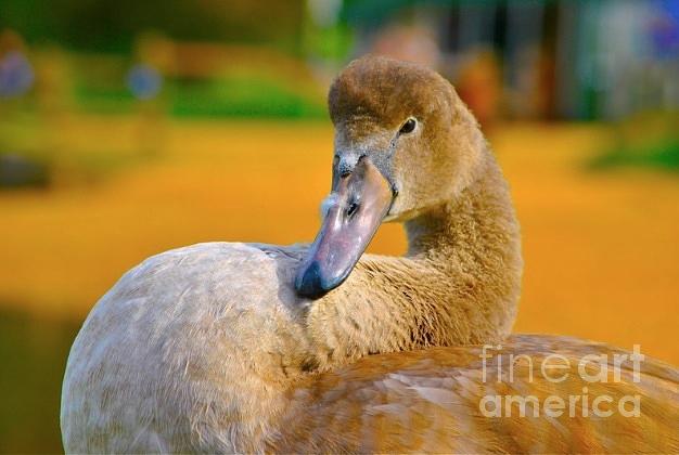 Swan Photograph - Cygnet - swan by Kimberly McDonell