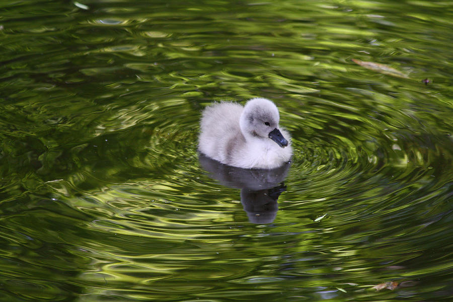 Cygnet Swimming Photograph by Jean Clark