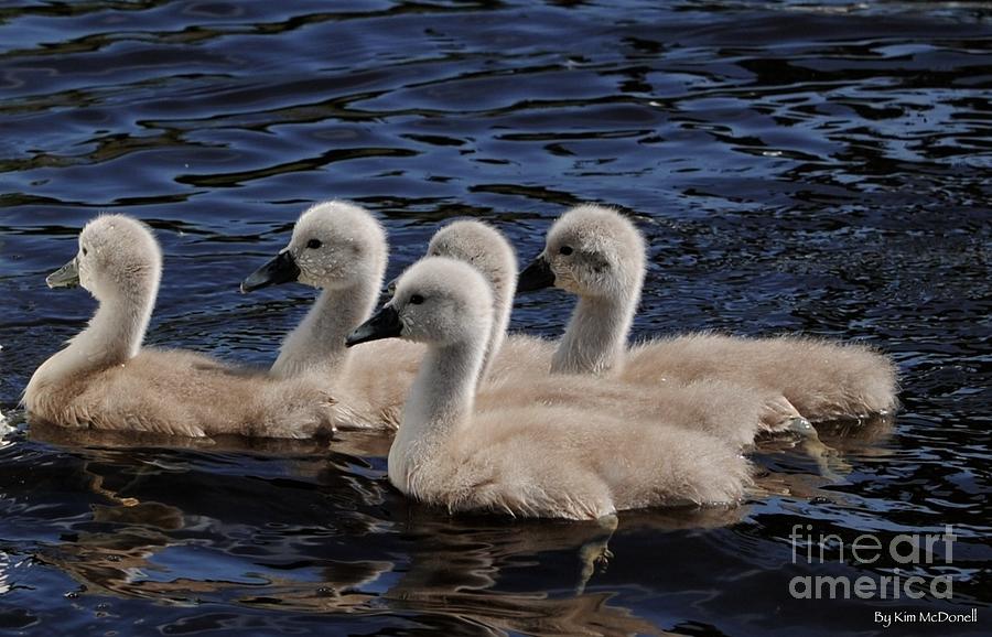 Bird Photograph - Cygnets by Kimberly McDonell