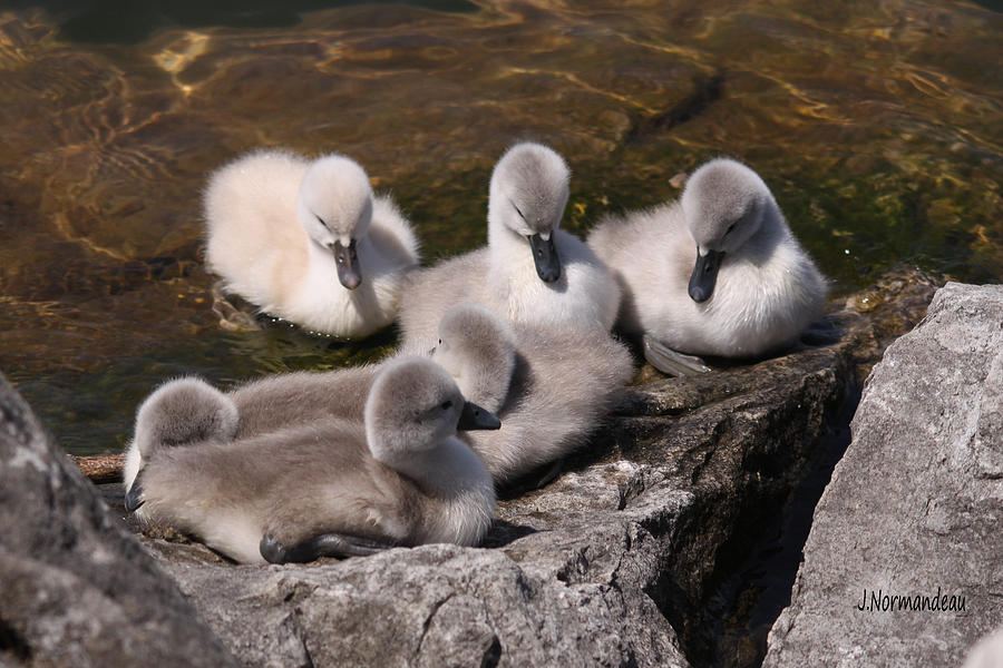 Nature Photograph - Cygnets Resting by Sarah  Lalonde