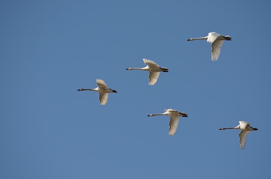 Cygnus Buccinator Photograph by Lisa Thomas - Fine Art America