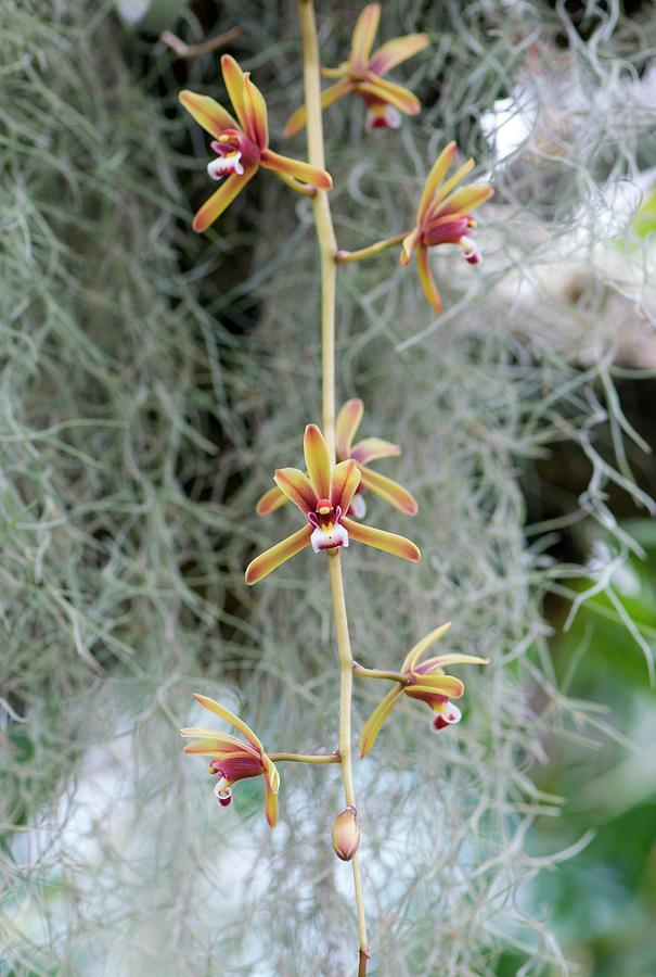 Flower Photograph - Cymbidium Finlaysonianum by Sam K Tran/science Photo Library