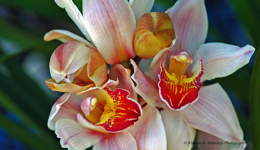 Cymbidium or Boat Orchids Photograph by Winston D Munnings