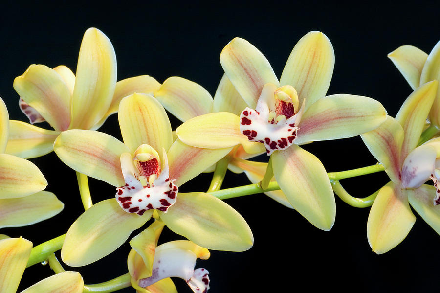 Orchid Photograph - Cymbidium Orchid (cymbidium Sp.) by John Devries/science Photo Library