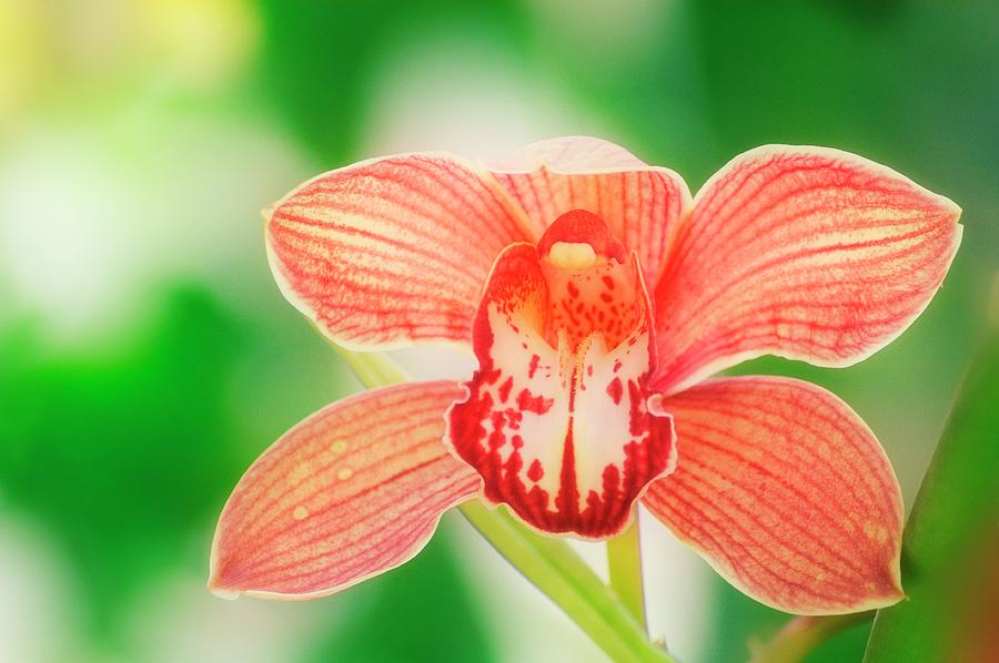Orchid Photograph - Cymbidium Orchid (cymbidium Sp.) by Maria Mosolova/science Photo Library
