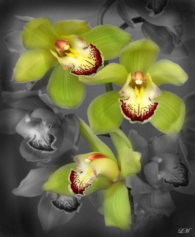Cymbidium Orchid Green I Still Life Flower Art Poster Photograph by Lily Malor