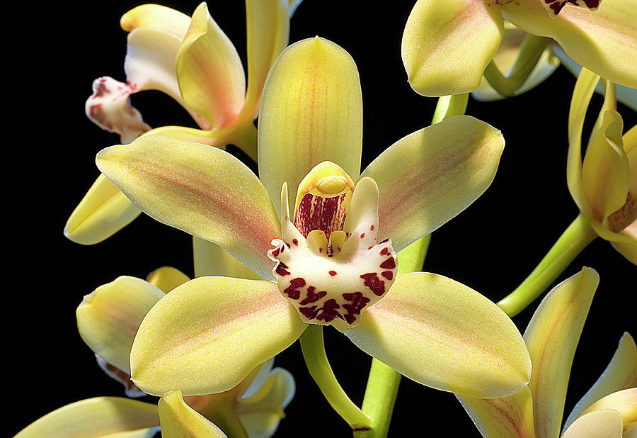 Orchid Photograph - Cymbidium Orchid by John Devries/science Photo Library