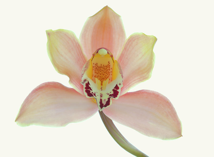 Cymbidium Orchid On A Parchment Photograph by Margaret Rowe