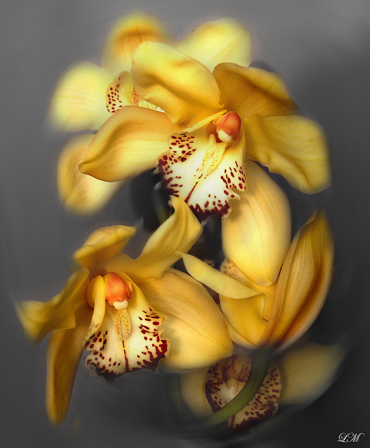 Cymbidium Orchid Orange II Still Life Flower Art Poster Photograph by Lily Malor