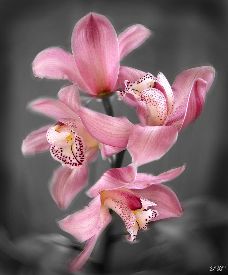 Cymbidium Orchid Pink III Still Life Flower Art Poster Photograph by Lily Malor
