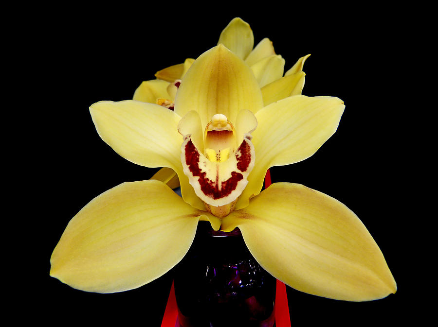 Cymbidium Orchid Portrait NF Photograph by Pete Trenholm