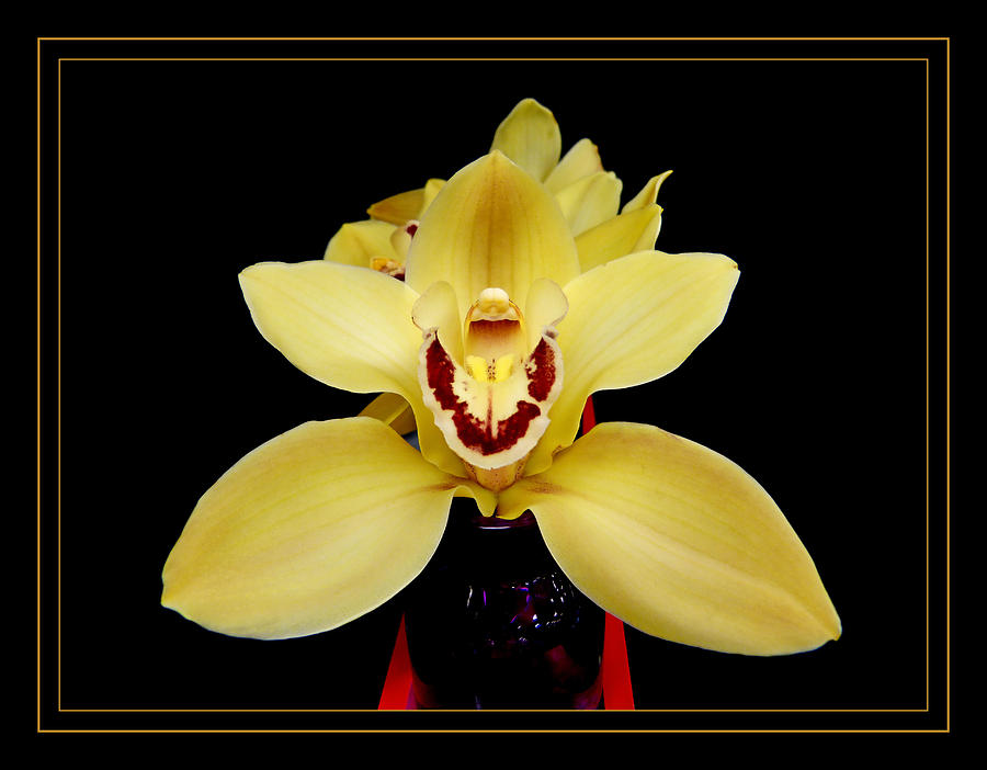 Cymbidium Orchid Portrait Photograph by Pete Trenholm