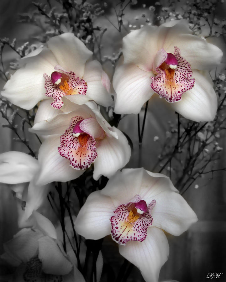 Cymbidium Orchid White I Still Life Flower Art Poster Photograph by Lily Malor